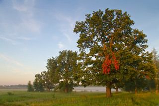 Туманы - это тайна. С ними столько связано легенд, рассказов и историй. А на какие мысли Вас наводят туманы?