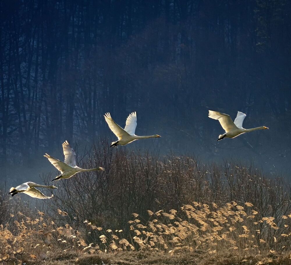 Unfinished dream of Icarus