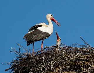 Когда-то их было двое и как в любой семье, иногда случались легкие трения...\