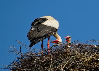 Лягушки, как и мелкая рыба ловились не всегда...