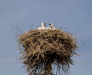 Прошло время... У пары появились птенцы - Тройня! - большая редкость для этих удивительных птиц с человеческими глазами.