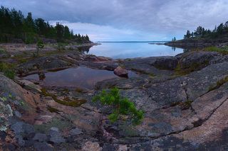 Карельский бонсай