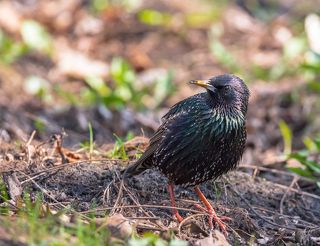 Ковырялка - землеройка