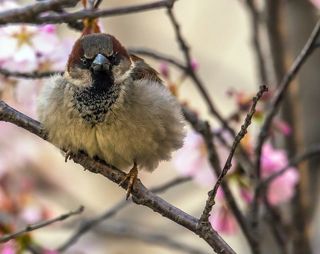 Шарообразный сердитка
