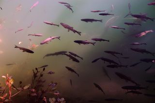 Непуганные дикие рыбы.