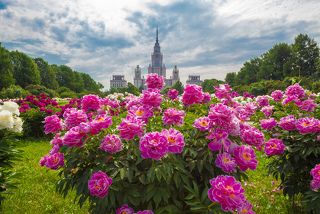 Пионы Ботанического сада МГУ.