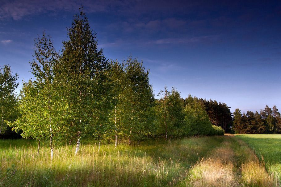 Polish birch
