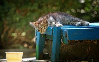 To drink or not to drink