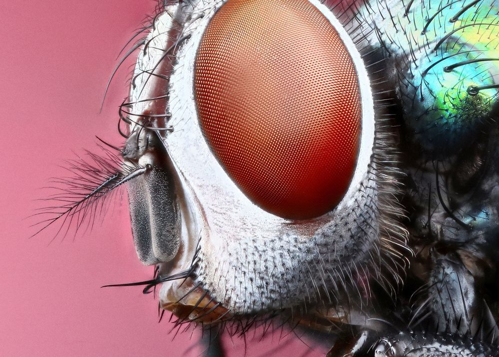 Hi I'm Fly