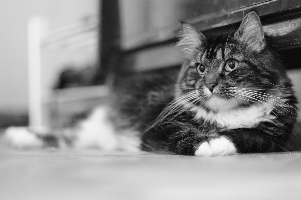 Коты-роялисты