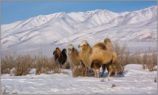 Кавалеры блондинки