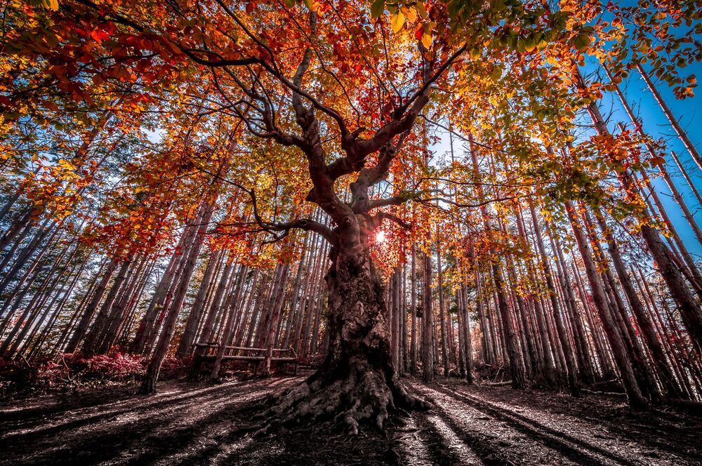 King of the forest
