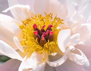 Тычинки - пестики (инопланетяне)