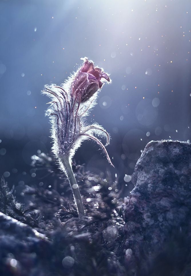 Wind Flower