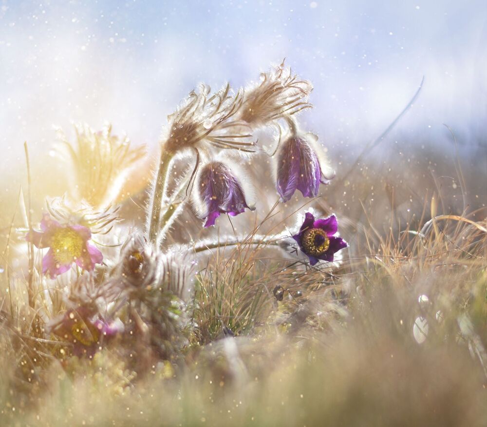 Wind Flower