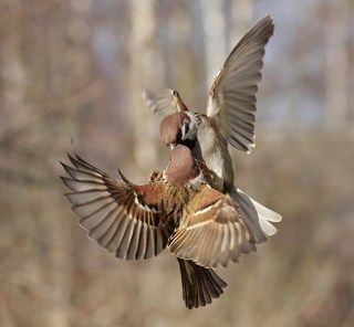 весеннее настроение