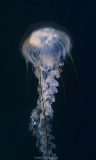 Хризаора компасная