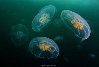 Лунная медуза или аурелия ушастая