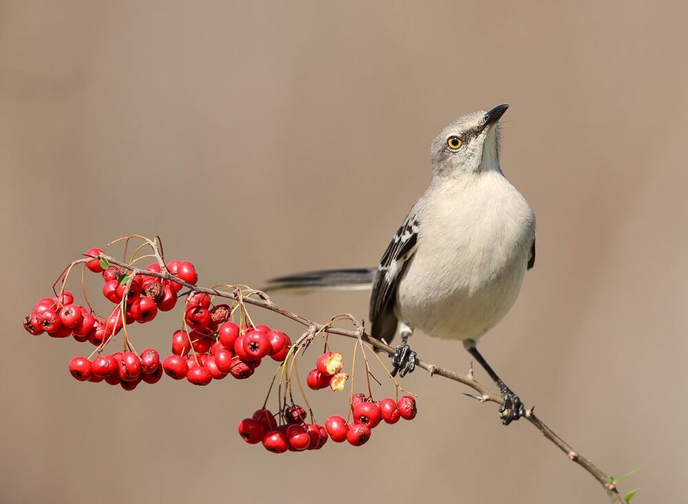 Многоголосый пересмешник -Northern Mockingbird