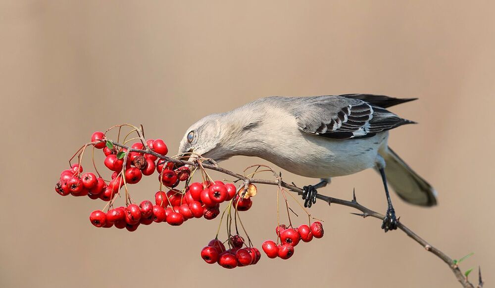 Многоголосый пересмешник -Northern Mockingbird