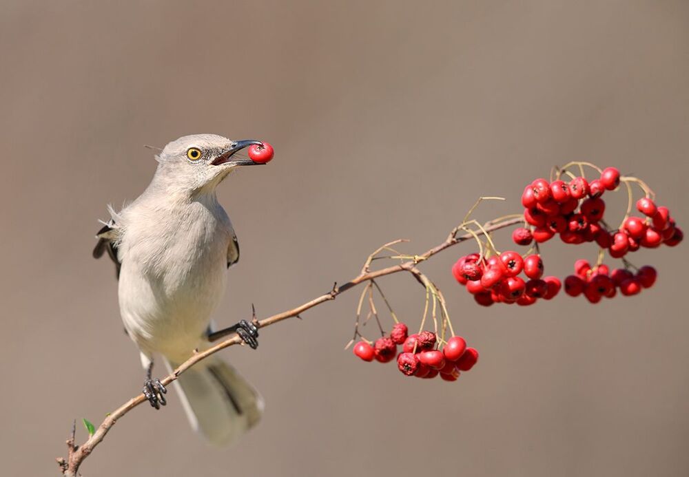Многоголосый пересмешник -Northern Mockingbird