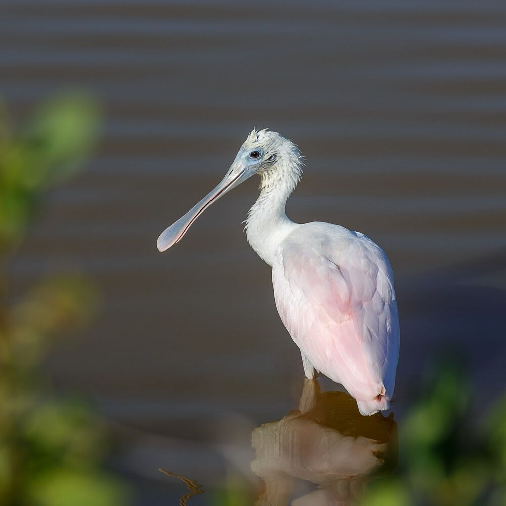 Розовая колпица (spoonbill)