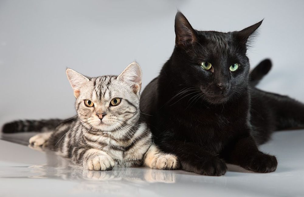 Friends .
Black cat almost two year & cat American shorthair cat (Marquiz) -he almost 5 months.