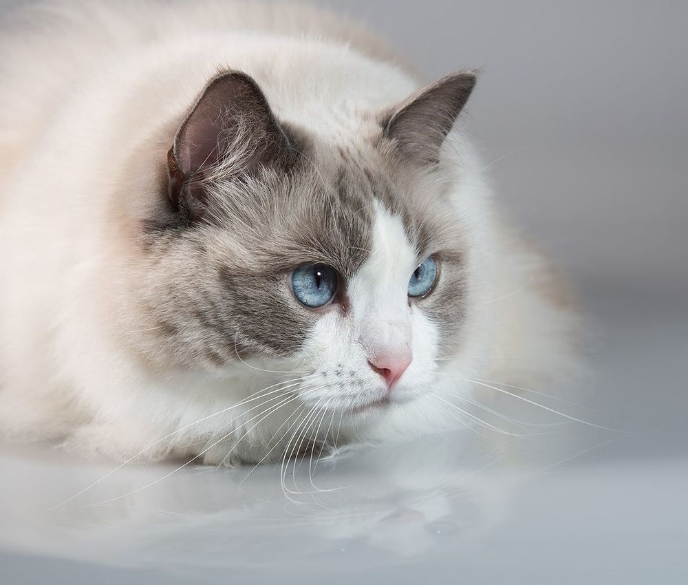 Матильда. Порода Рэгдолл -Ragdoll
Ей тоже 1год 10.