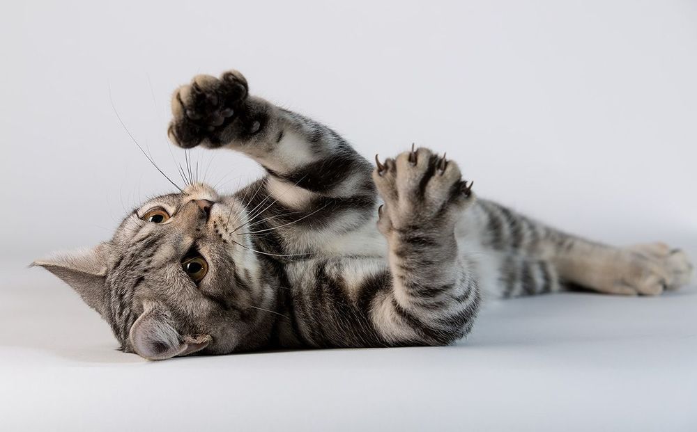 Наши котики -  Cats