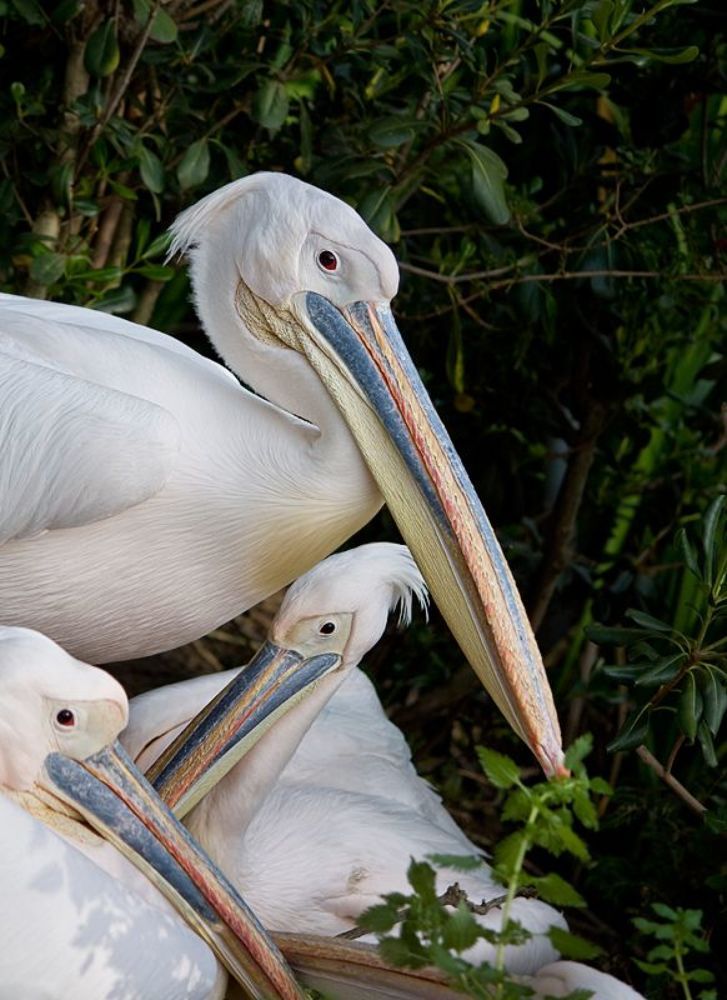 Пеликан. Пелика́ны (Pelecanus Linnaeus, 1758) &mdash; род птиц, единственный в семействе Пеликановые (Pelecanidae Rafinesque, 1815) отряда пеликанообразных.
Пеликаны &mdash; обитатели морских мелководий, неглубоких пресных и солёных озёр, устьев крупных рек. Ходят они неуклюже, но хорошо летают и плавают, могут подолгу парить. С воды поднимаются после разбега. В полёте из-за длинного тяжёлого клюва держат шею буквой S, как цапли и марабу. Из-за лёгкого скелета и воздушно-пузырьковой прослойки под кожей нырять они не могут, поэтому основной корм, рыбу, добывают на мелководье. Только американские виды способны нырять, падая в воду с высоты.