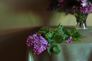 Ветка сирени