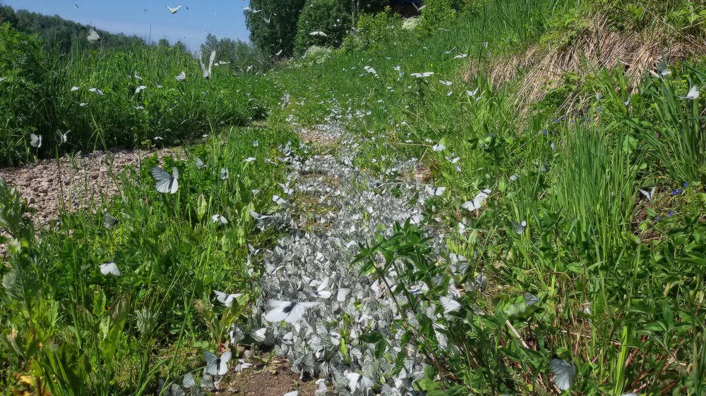 Бабочки летают...бабочки...