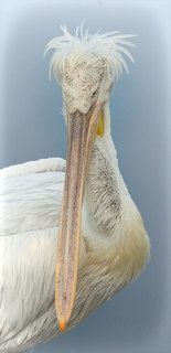 Я бы с ним не спорил...