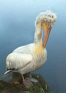 Как на счет личной гигиены