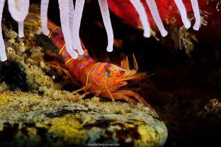 Креветка Lebbius grandimanus