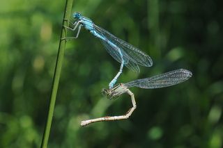 гимнастические упражнения