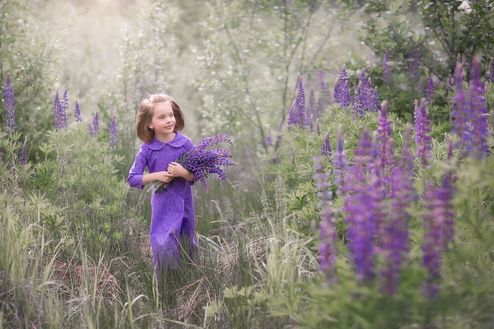 Lupinus