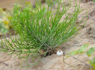 Яичко ласточек