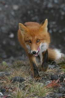 ПРЕДВКУШЕНИЕ