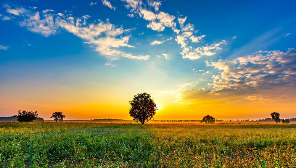 Morning on fields