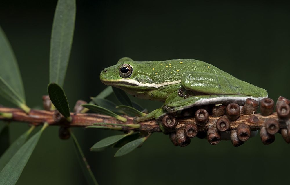 Frog. Зеленая североамериканская квакша