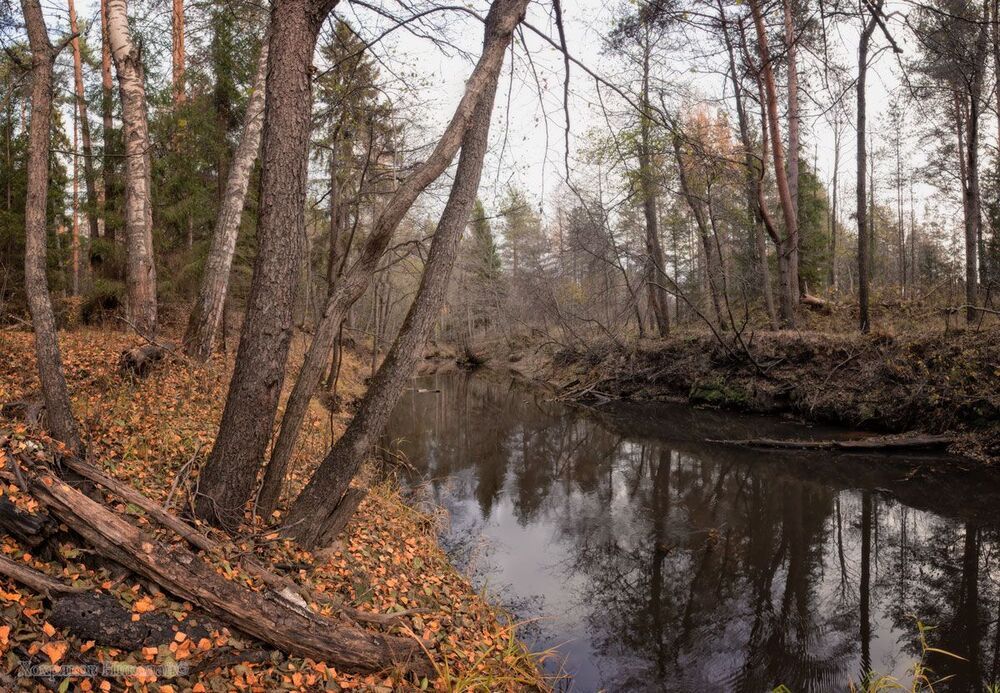 в глубине присмиревшего леса...