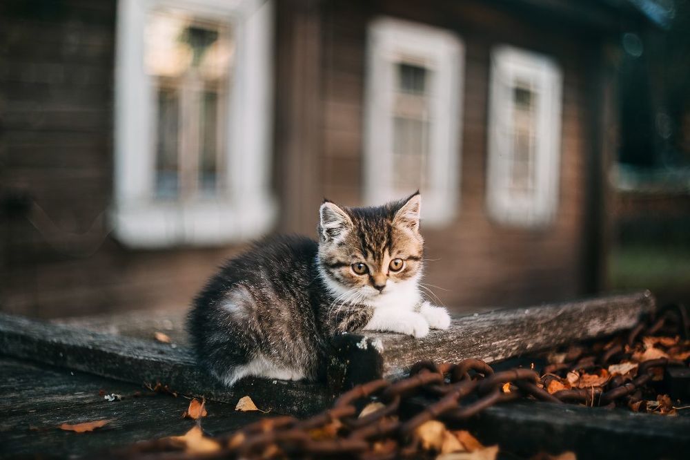 Котейка