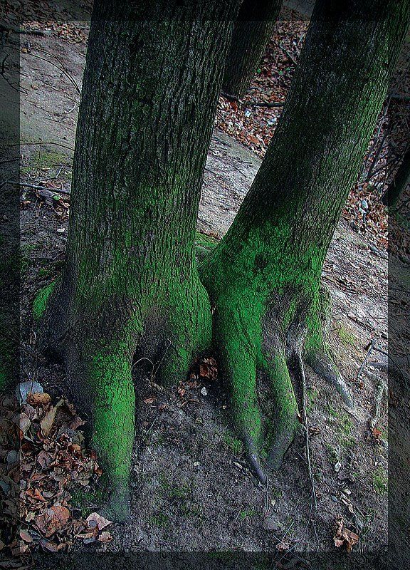 Лес, природа photo preview