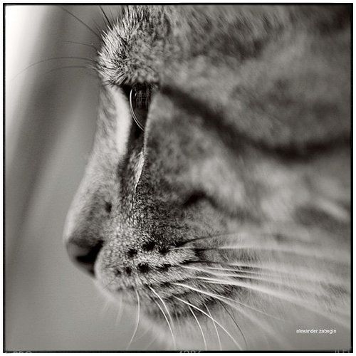 про_турецкую_кошку