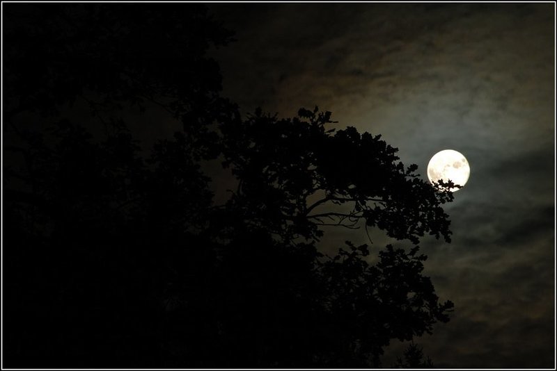 луна, ночь, волки, выть Выть на луну или пятница 13-е.photo preview