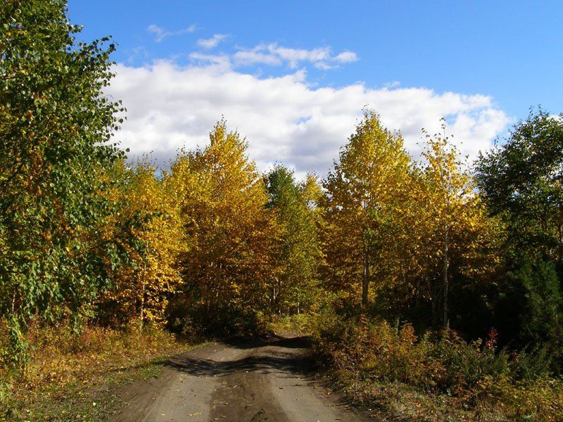 дерево, осень, дорога Контрастыphoto preview