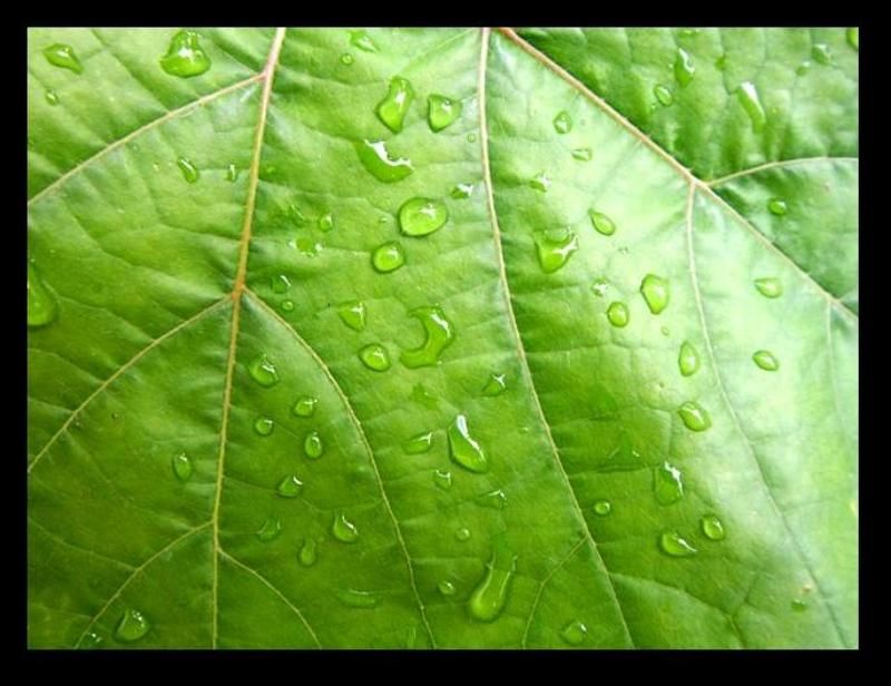 макро листокphoto preview