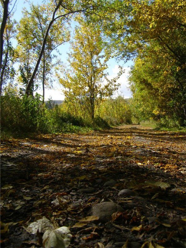 лес, дорога, осень Лесная дорогаphoto preview