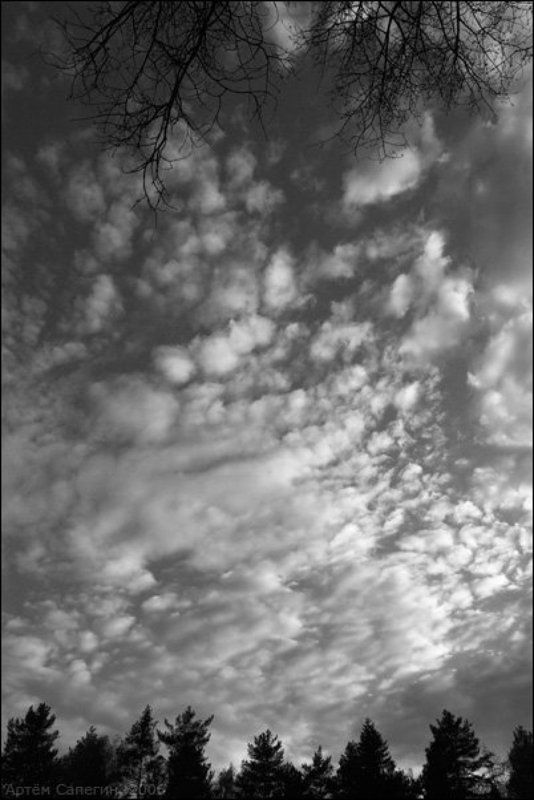 небо, ветки, лес, пейзаж, вечер, природа Ветки и небоphoto preview